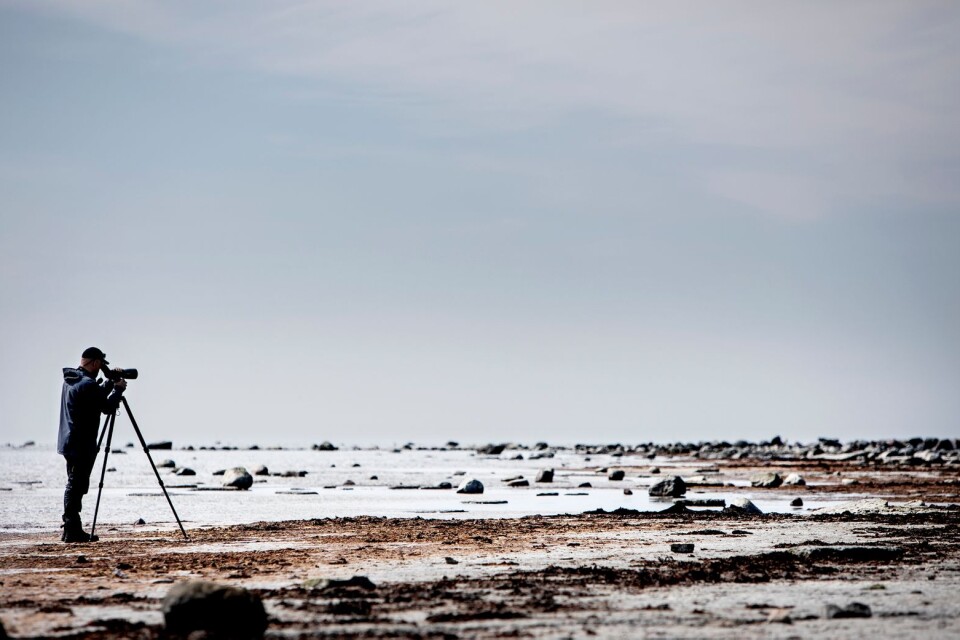 Gammalsby sjömarker på sydöstra Öland anses som ett av Europas bästa fågelområden. Fågelguiden Donat Hullmann visar Barfotateamet artrikedomen, från den lilla gransångaren med sin karakteristiska sång, till havsörnen, Sveriges största fågel.