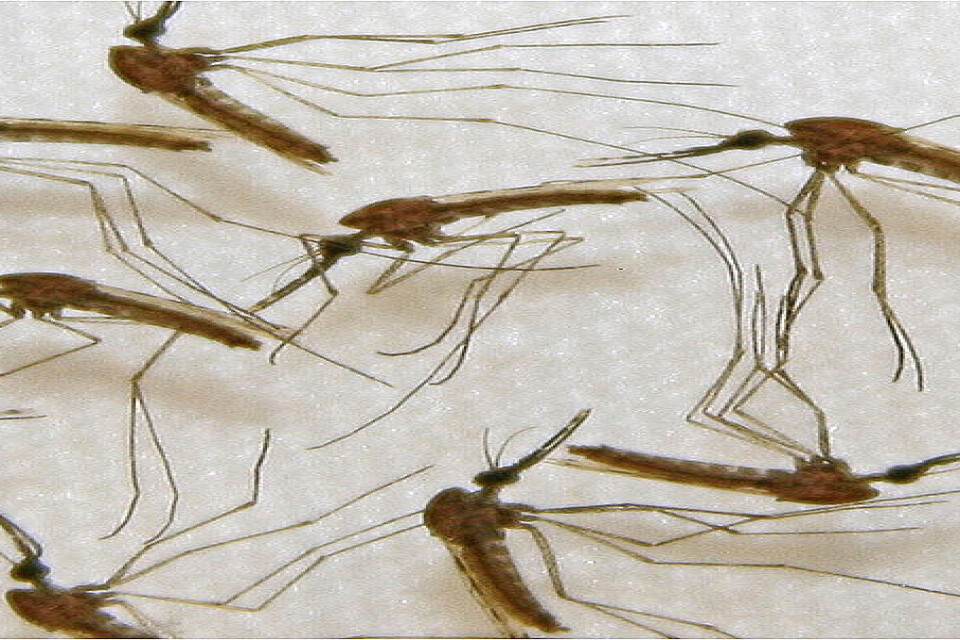 Ett nyupptäckt nervgift kan vara effektivt i kampen mot malariamyggor. Arkivbild.