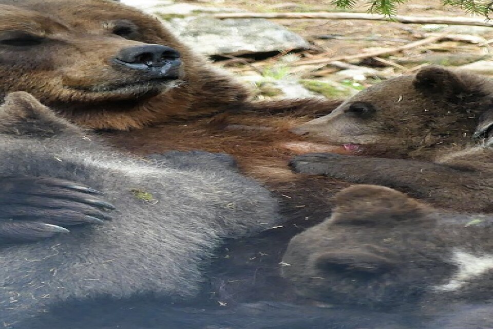 Årets björnungar ute i Orsa Rovdjurspark. De tre små björnpojkarna föddes i rovdjursparken i början av januari och har nu fullt upp med att leka, dia och sova.