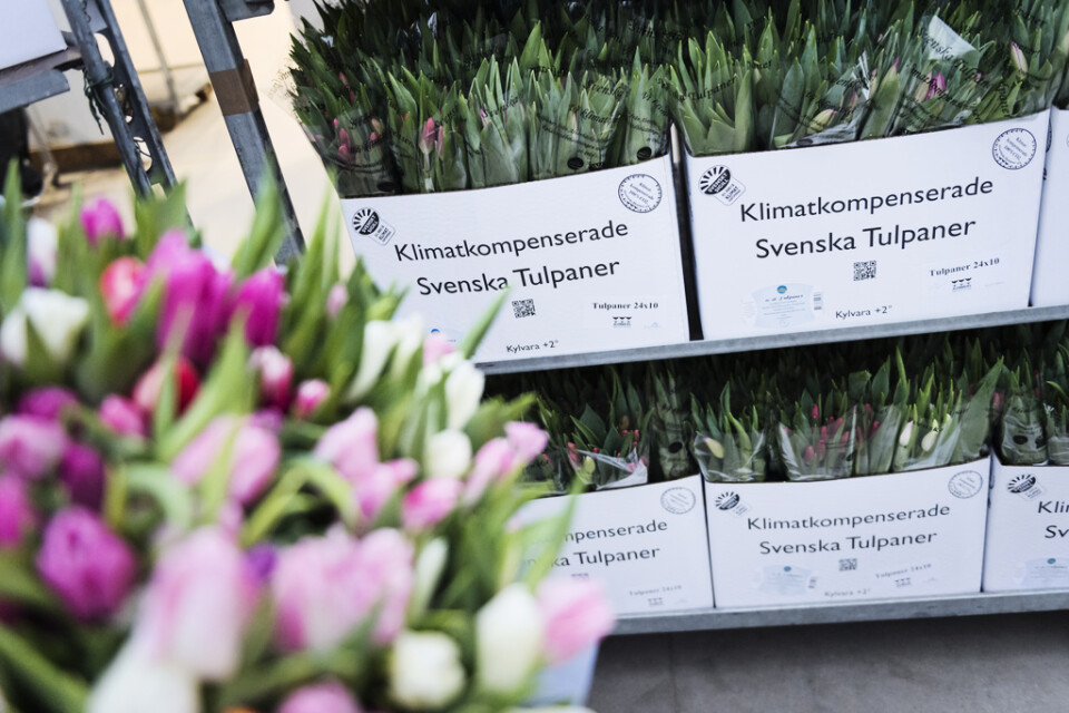 Det odlas 160 miljoner tulpaner i Sverige. Arkivbild.