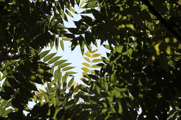 Rätt att invasiva gudaträd ska avverkas – men metoden fel