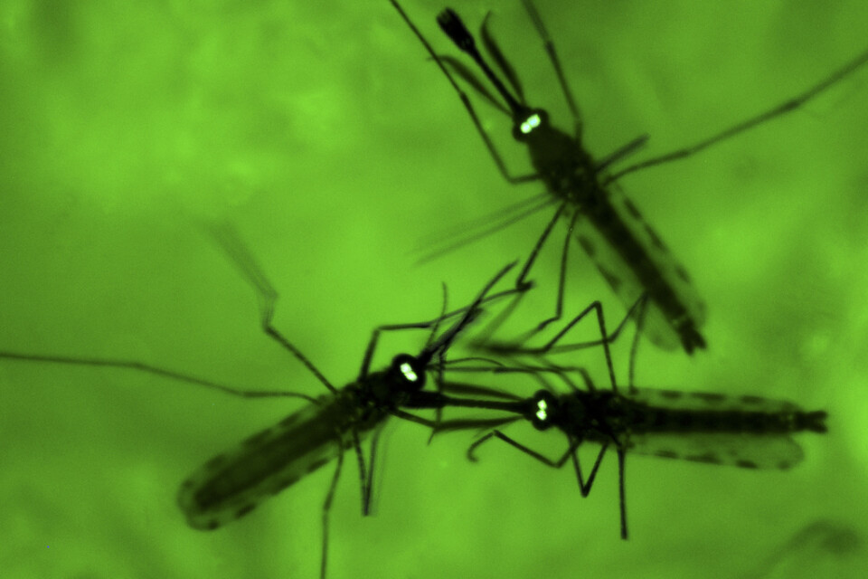 Myggor sedda genom ett mikroskop. Arkivbild.