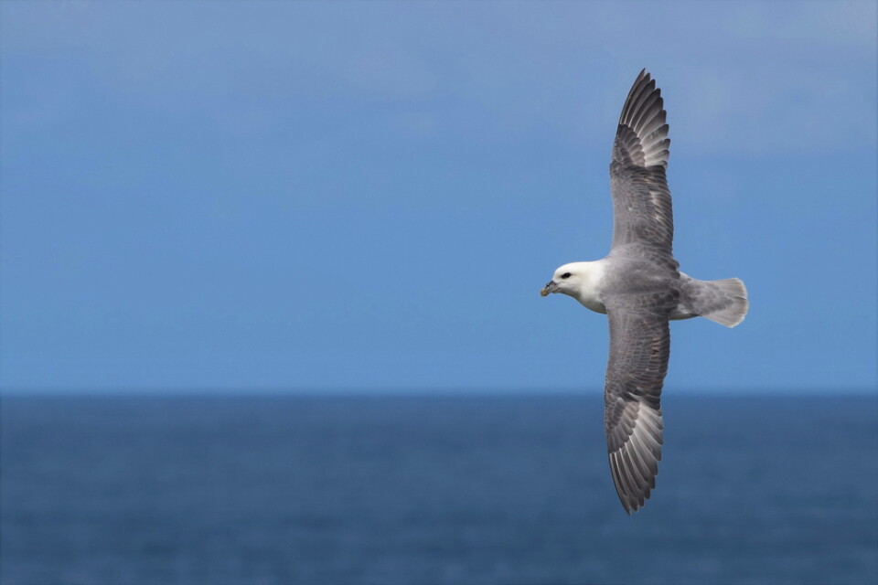 Stormfågeln är en av de havsfåglar som har granskats i en ny studie. Den hör hemma i Nordatlanten och norra Stilla havet.