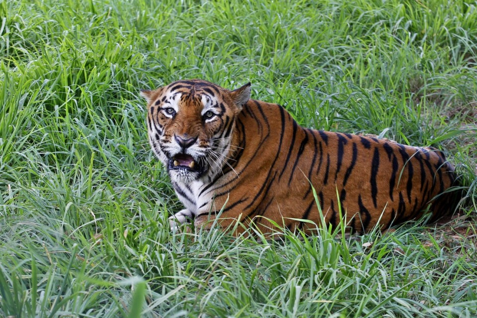En bengalisk tiger i en nationalpark i Indien. Arkivbild.