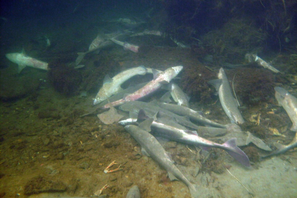 Ett hundratal döda och döende fiskar av de fridlysta arterna pigghaj, klorocka och knaggrocka hittades i hamnen i Lysekil i mars.