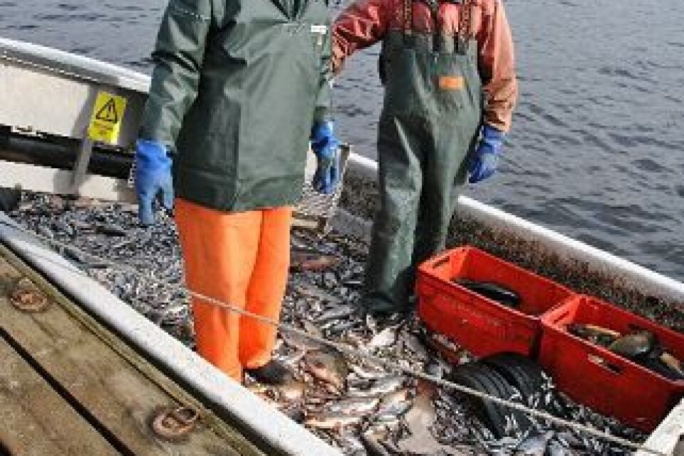 För andra året i rad tar de bägge finska fiskeexperterna Arto Hautala och Aulis Kiiskilä hand om utfisket av mört