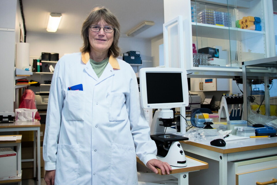Heléne Norder är adjungerad professor i mikrobiologi på Sahlgrenska akademin vid Göteborgs universitet och mikrobiolog på Sahlgrenska universitetssjukhuset. Arkivbild.