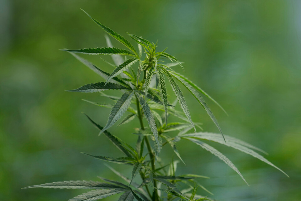 Cannabisplanta. Arkivbild.