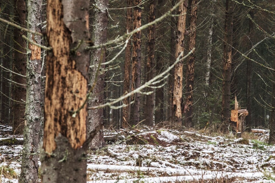 Invasionen av granbarkborrar orsakas inte av skyddad skog, skriver Claes Svedlindh på Naturvårdsverket och Göran Rune på Skogsstyrelsen.