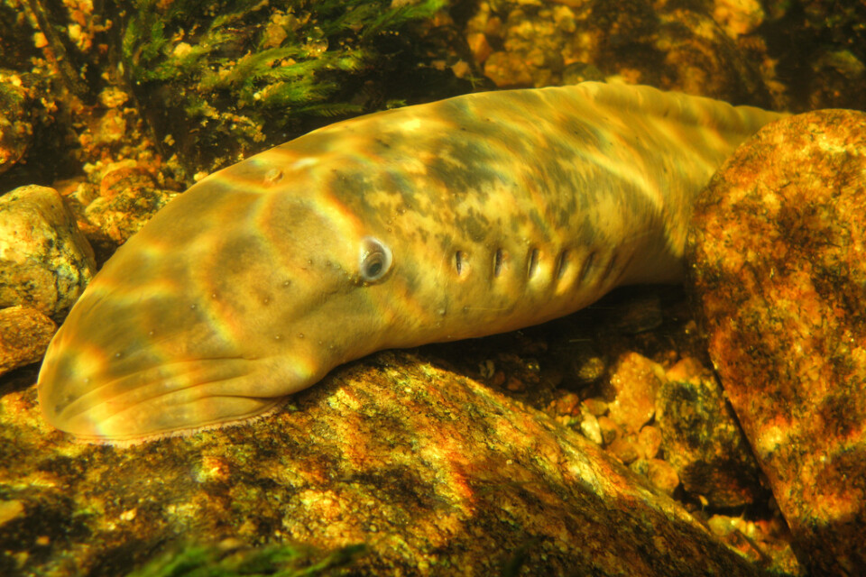 Havsnejonöga, en art som har funnits i över 400 miljoner år. I Sverige är den dock nu väldigt nära utrotning. Här syns ett exemplar på en pressbild från länsstyrelsen.
