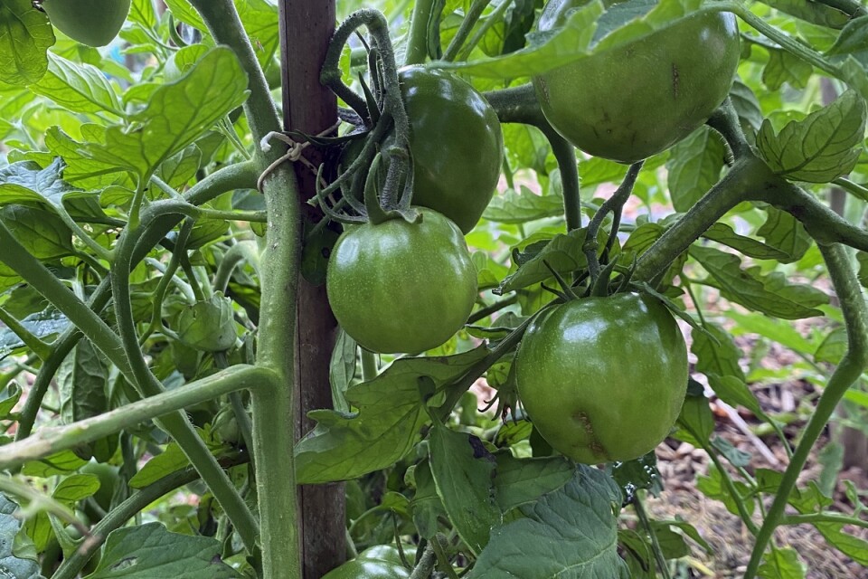 Tomaterna tar tid på sig att mogna i år.