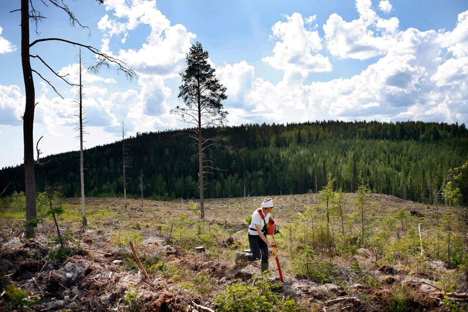 Skogsbruket skulle se annorlunda ut om arbetskraftsinvandring försvåras.