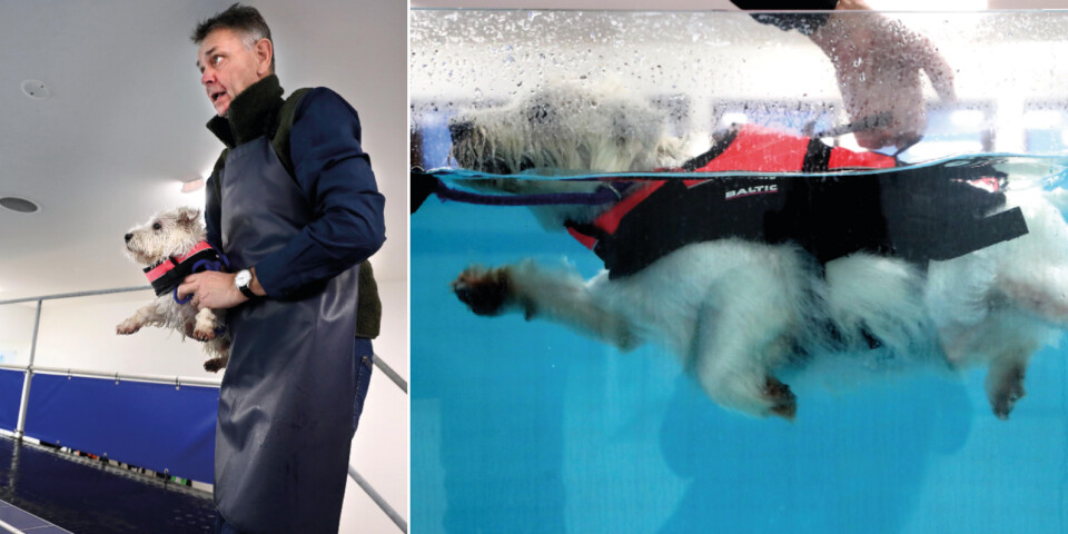 Efter knäskadan – nu rehabtränar terriern Maxi i simbassängen