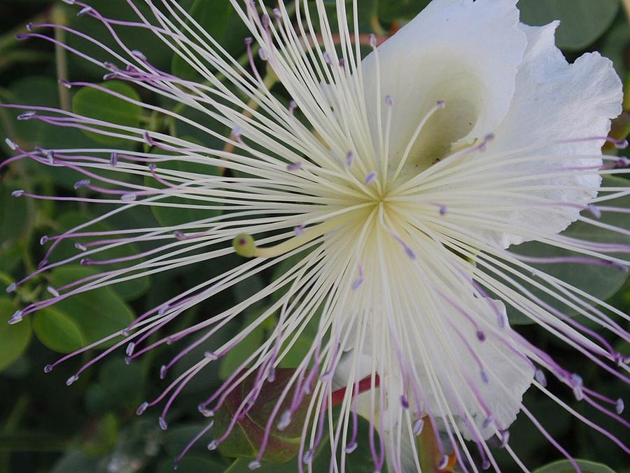 En vacker blomma som Marja-Liisa Suua fotograferade på Cypern.