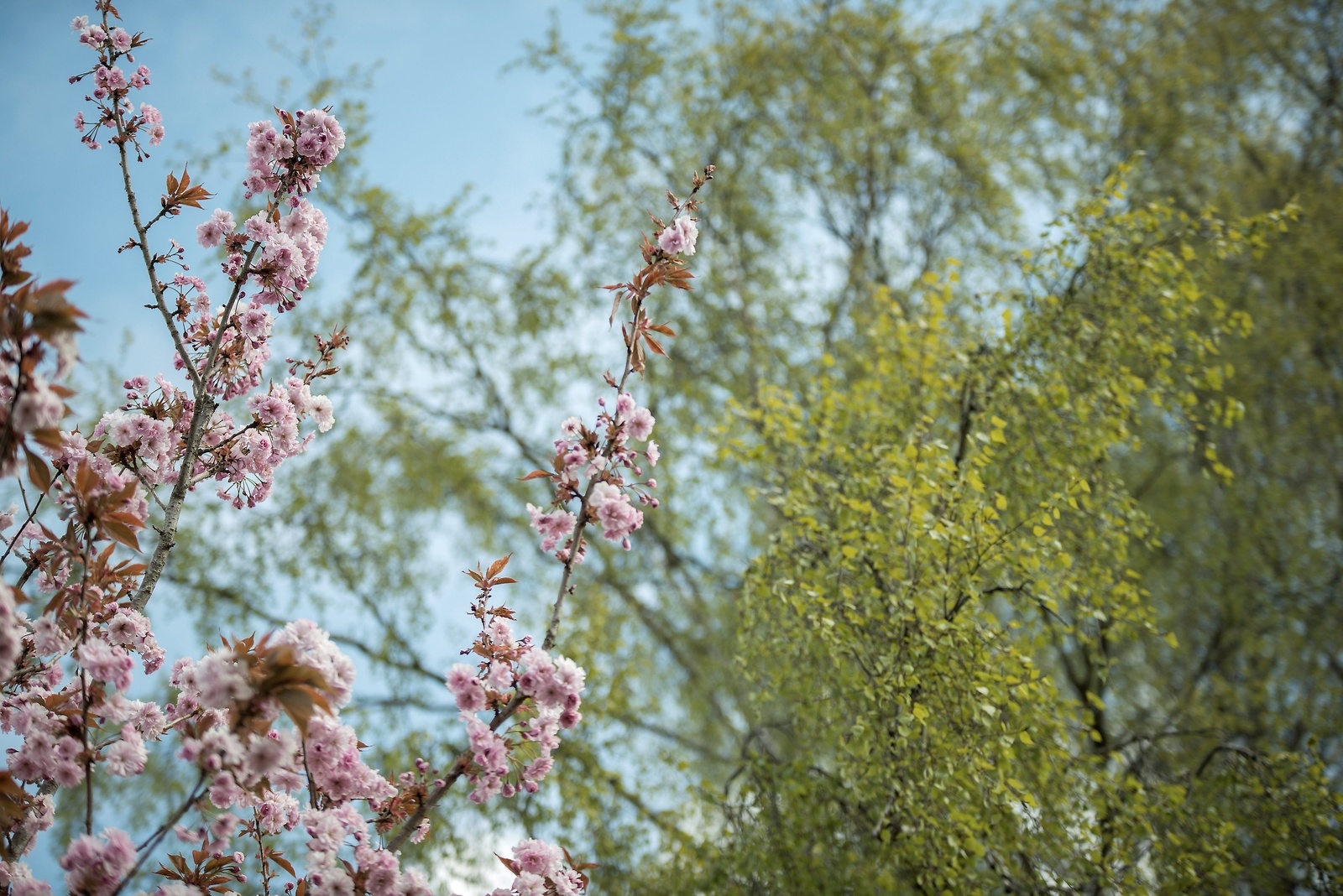 Körsbärsträdet står i blom i Åparken i Tyringe. Björken har börjat slå ut.