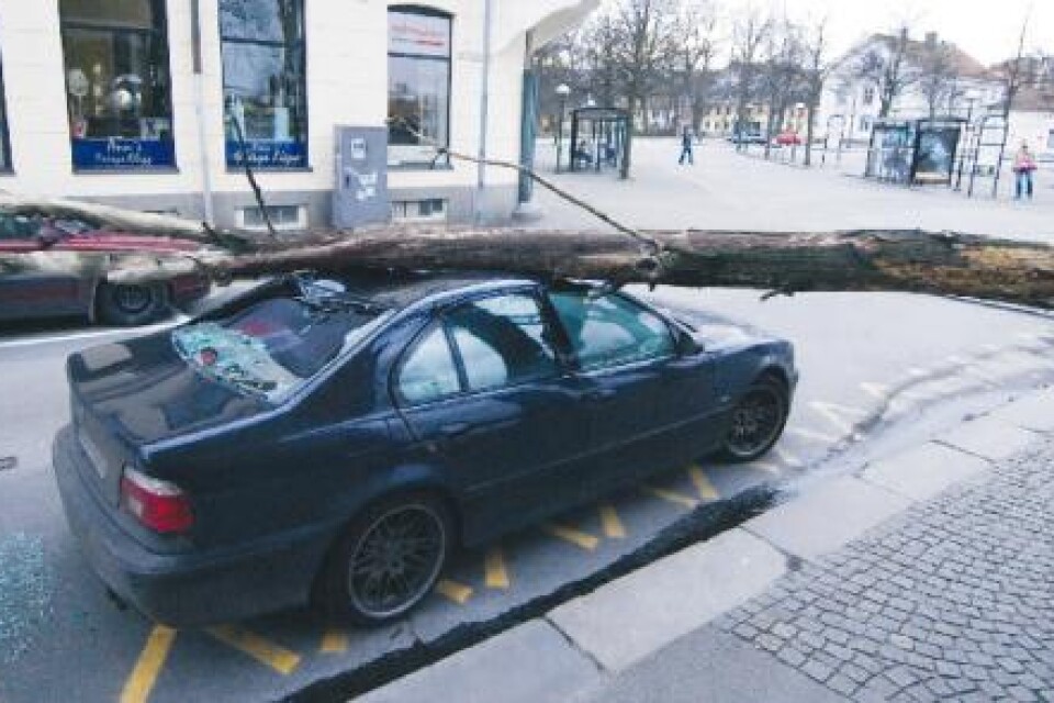 Foto:Patric Söderström Ett träd föll i går över en parkerad bil i centrala Karlskrona.