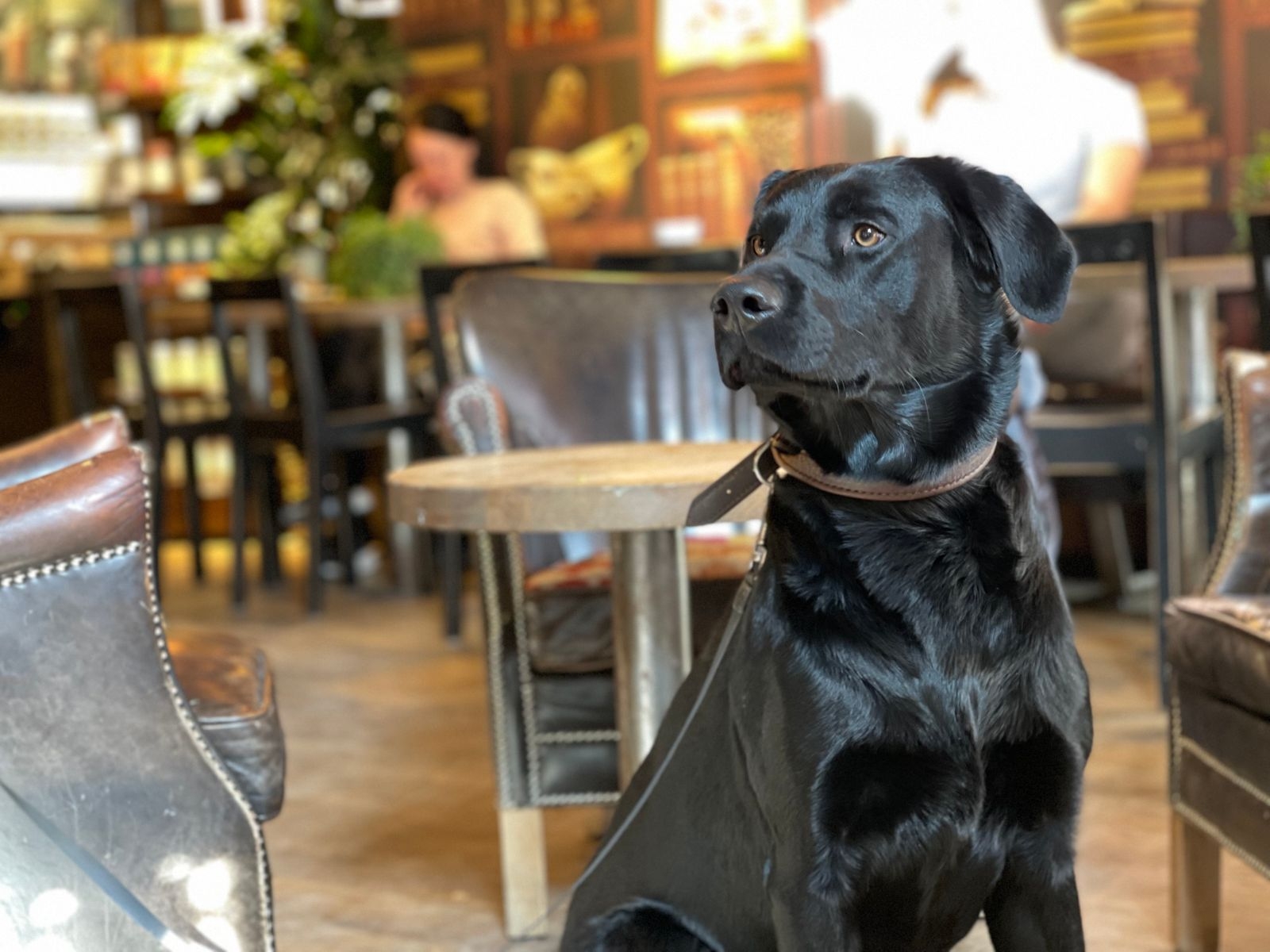 Labradoren Charlie trivs på café.