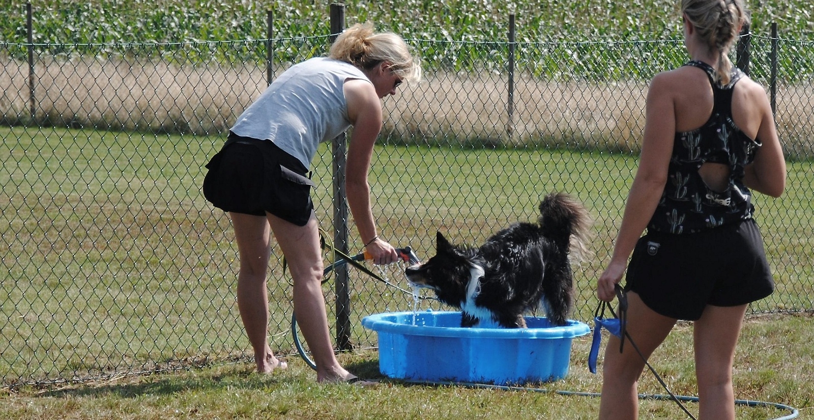 Värmen var tryckande under båda tävlingsdagarna. Hundarna fick svalka sig i baljor med vatten och sprutande vatten från slangar.                                                             Foto. Stefan Olofson