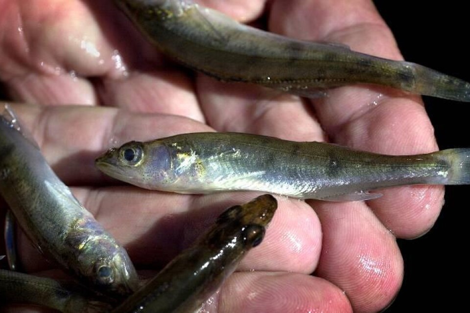 Gösen kan bli en meter lång och är en av de ekonomiskt viktigaste sötvattensfiskarna i Sverige.