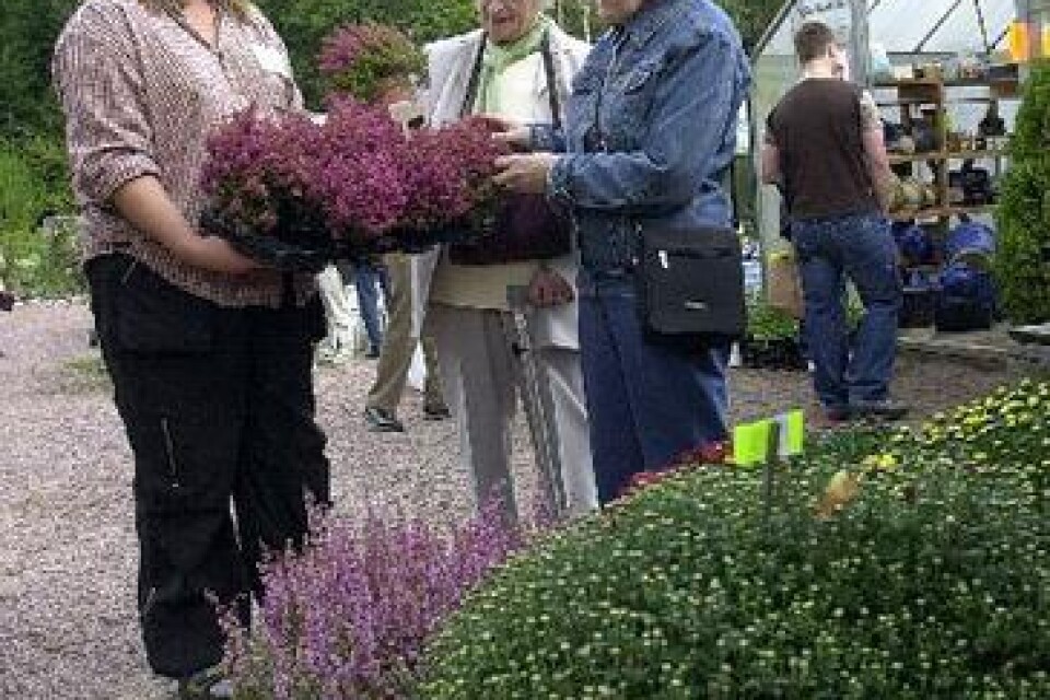 Thurine säljer ljungplantor till Vendela Bodelsson och Siv Andersson på trädgårdens dag.