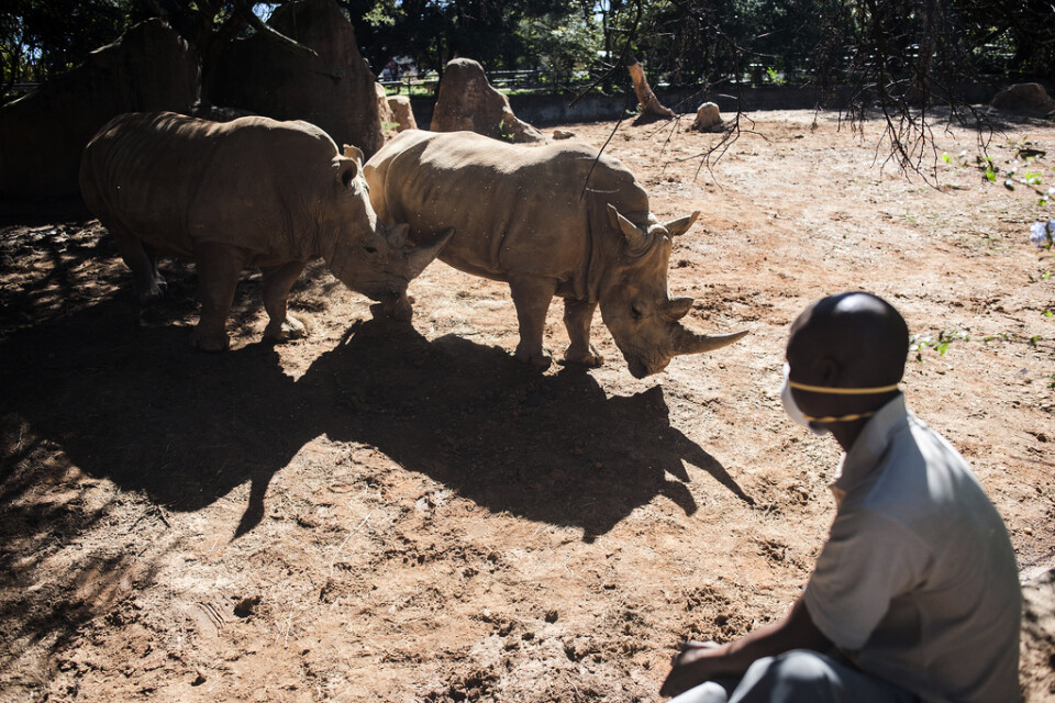 Två vita noshörningar i en djurpark i Johannesburg. Arkivbild.