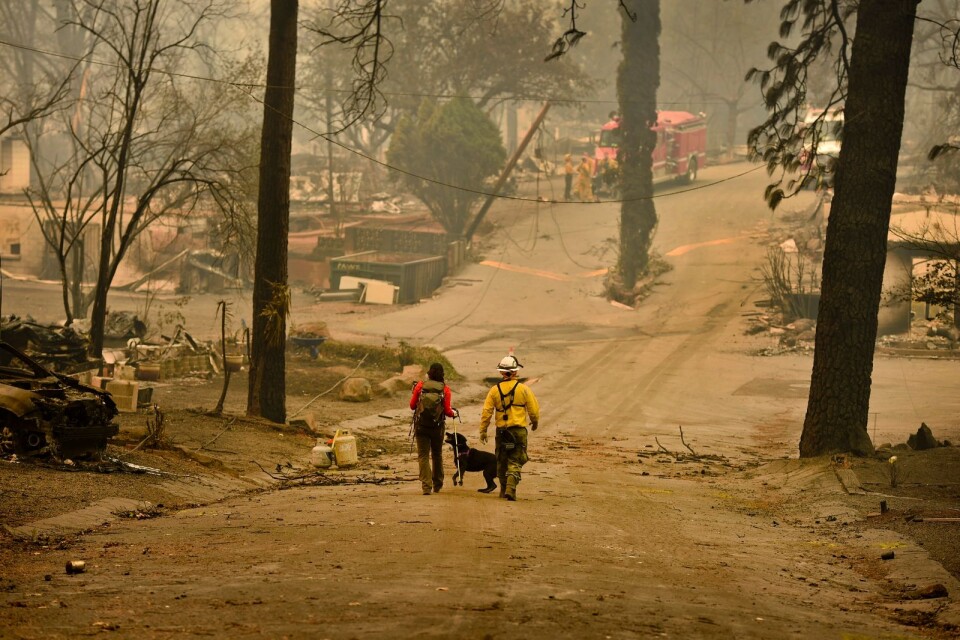 Räddningspersonal söker med hund efter överlevande efter branden i staden Paradise i Kalifornien.