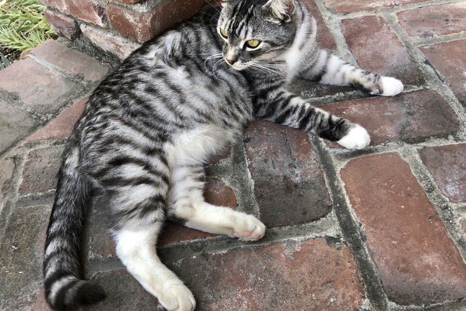 Katten Kevin, som bor i Kalifornien i USA.