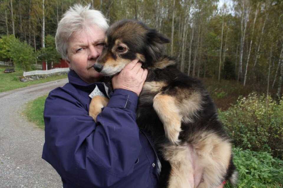 Yvonne Edvardsson funderar på att flytta för att skydda sina hundar.
