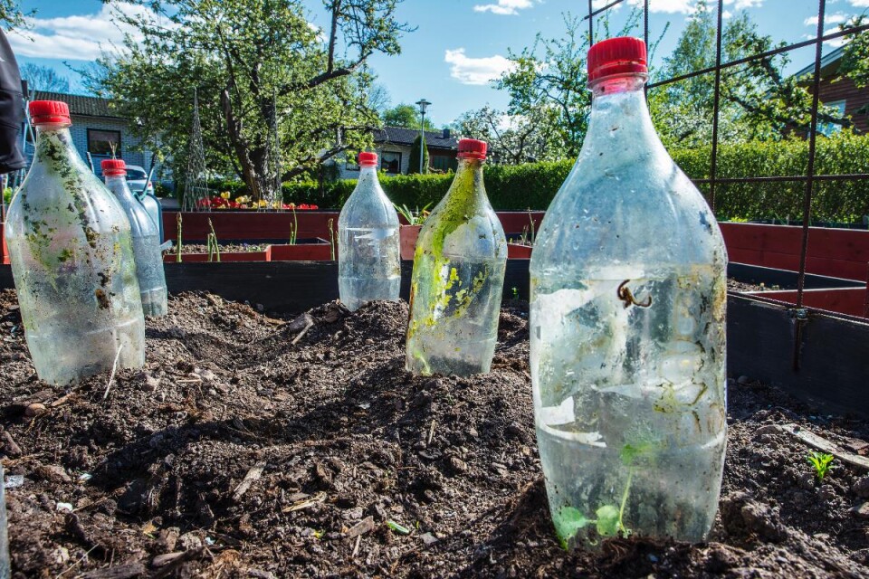 Petflaskor fungerar bra som små växthus. Inne i värmen i flaskan växer broccolin tryggt och säkert. Foto: Anton Lernstål