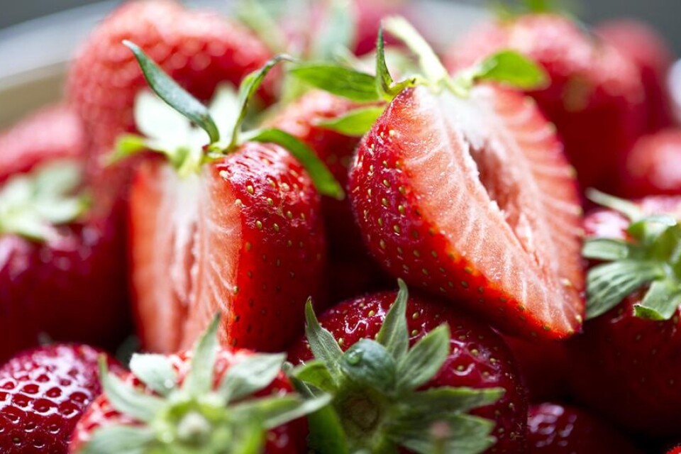 Det förväntas vara gott om jordgubbar förväntas till midsommar.