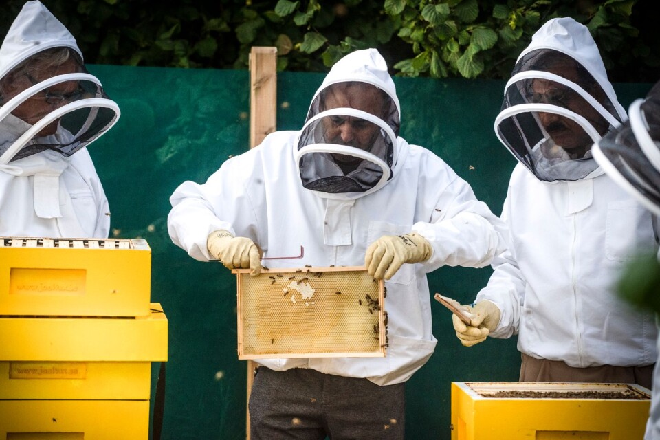 The members of the course have made everything themselves, built the hives, painted and cared for the bees.