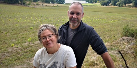 Malin Ojanlatva och Richard Karlsson planterade i våras 3000 vinstockar på sin gård. Om tre år väntas den första fulla skörden.