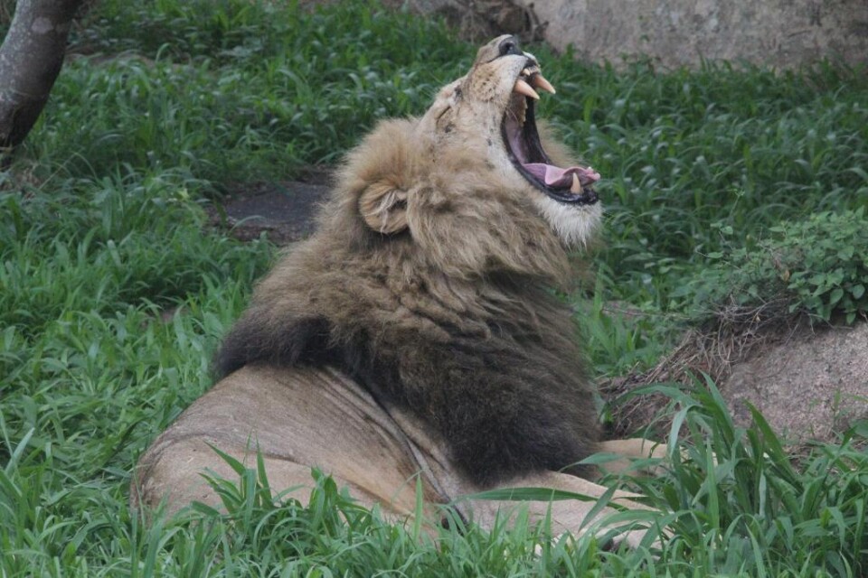 Det ståtliga lejonet Cecil, känd för sin svarta man och bistra uppsyn och för att vara en av nationalparken Hwanges populäraste turistattraktioner, finns inte mer. Lejonet uppges ha dödats av en turist som först använt en pilbåge för att skada lejonet o