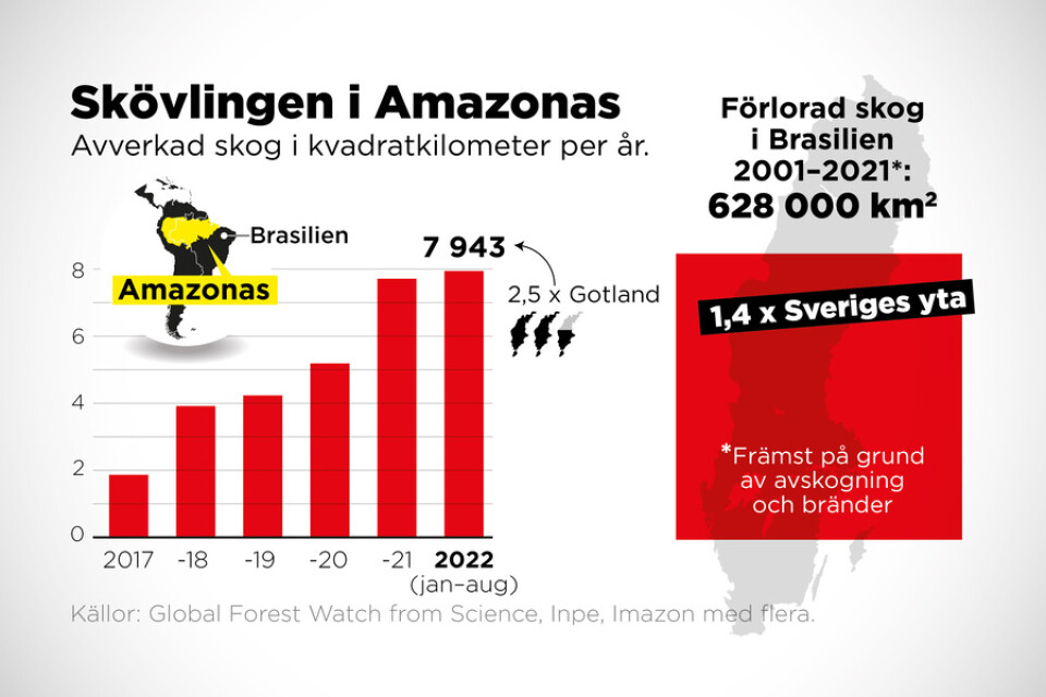 Hittills i år har 7|943 kvadratkilometer skog avverkats i Amazonas, ett område två och en halv gånger så stort som Gotland.