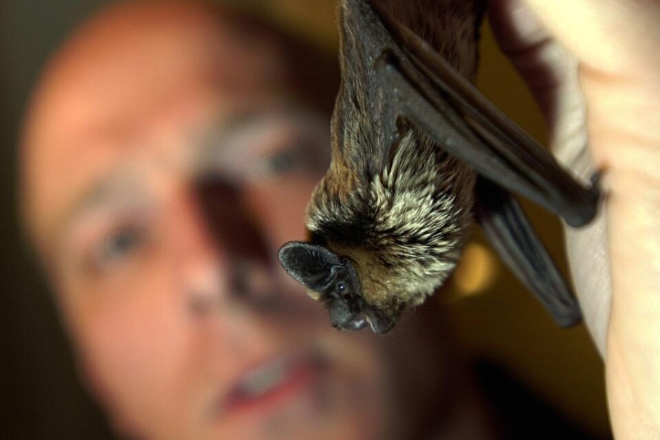 Fladdermusen har genom historien ansetts skräckinjagande, farlig och obehaglig. I helgen riktas strålkastarljuset mot det lilla däggdjuret för att sprida kunskap och slå hål på myterna. Internationella fladdermusnatten - \"International Bat Night\" - har