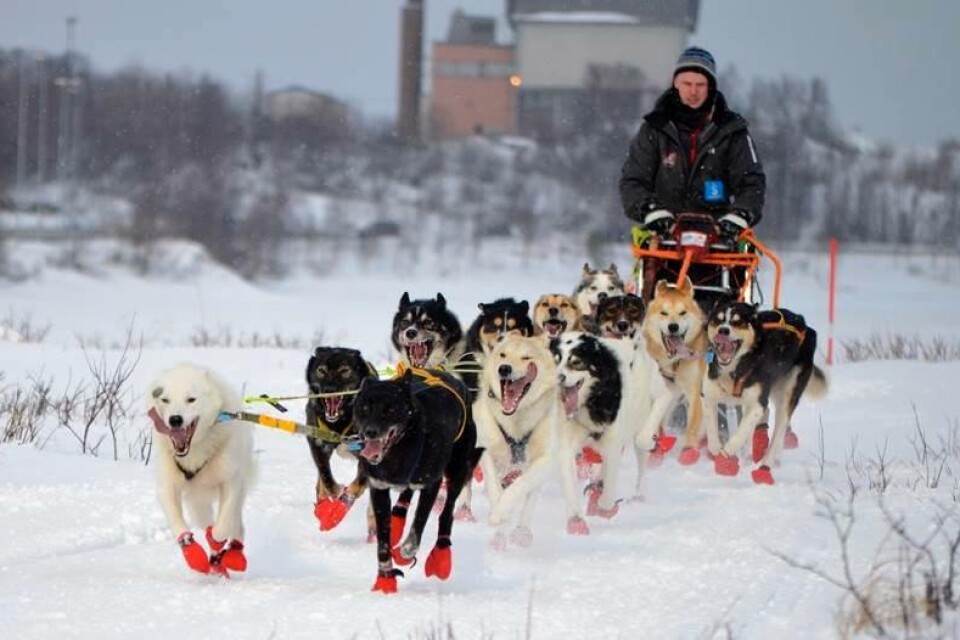 Här är Alexander Johansson i aktion med ett hundspann och notabelt är de röda ?hundskorna?. Foto: Privat 