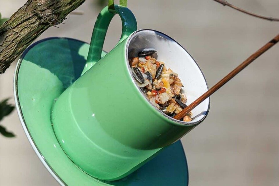 Make a bird-feeder, 21st February.