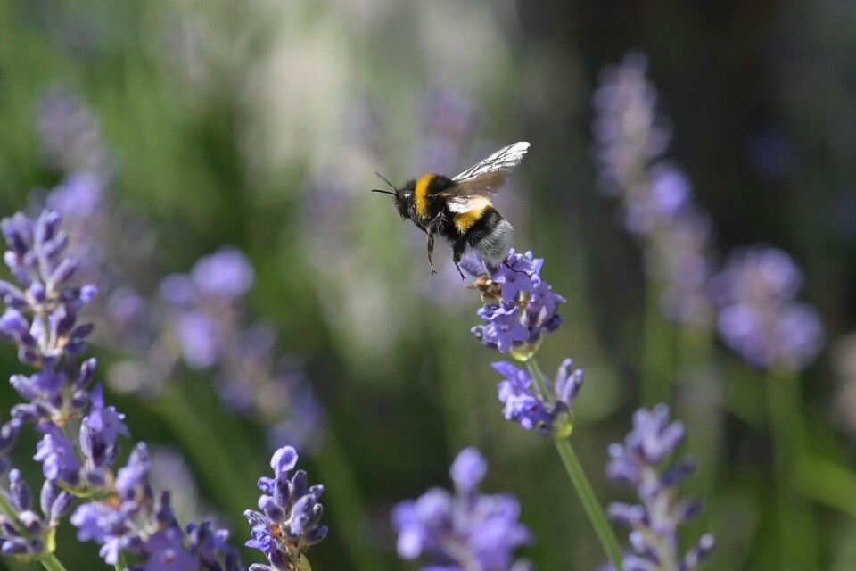 Varför är minskat antal flygande insekter nu en så viktig fråga? Jo, för att cirka 90 procent av alla blomväxter och cirka 75 procent av alla livsmedelsgrödor är beroende av pollinering för sin utveckling och fortplantning.