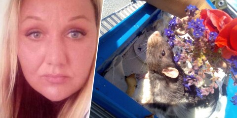 Tyra Björks sista råtta är död – ”Han tog hand om de andra”