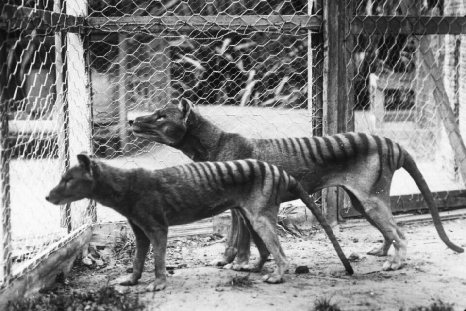 Pungvargar, eller tasmanska tigrar som de också kallas, på en djurpark i Hobart 1918. Arkivbild.