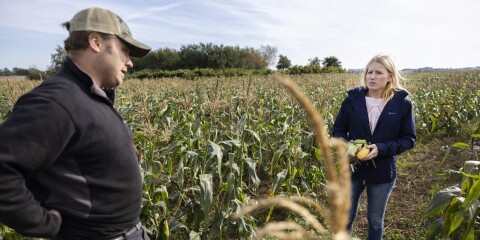 Emil Johansson och Jenny Bergqvist tycker att intresset för självplockning av majs successivt ökar