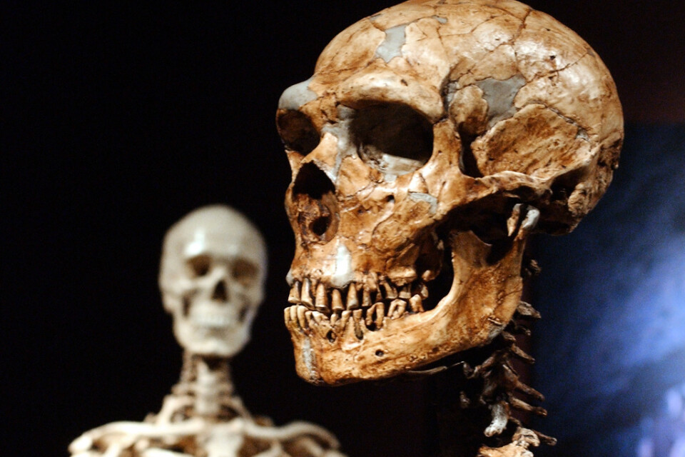 Neandertalarna hade ett annorlunda utseende jämfört med vår egen art. I förgrunden en neandertalskalle som tydligt visar att huvudet var mer tillplattat uppifrån och hade väldiga ögonbrynsbågar. I bakgrunden en modern människa.
