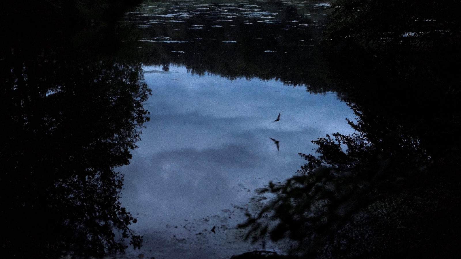 En vattenfladdermus har vaknat och håller sig nära vattenytan i Hammarmölledammen  i jakt på mat.