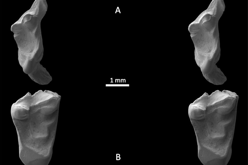 En student vid University of Portsmouth har hittat två tänder från råttliknande varelser som levde för 145 miljoner år sedan. Djuret har till och med avlägsna kopplingar till människan, skriver tidskriften Acta Palaeontologica Polonica. Fyndet gjordes i