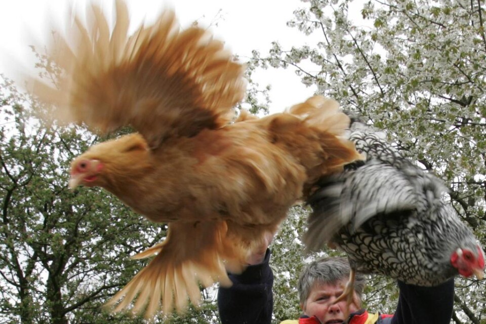 Nederländerna har slaktat 30 000 kycklingar efter att ha upptäckt fågelinfluensa på en gård i närheten av staden Barneveld. Analyser av prover pågår fortfarande, men regeringen uppger att det sannolikt är en mildare variant av viruset. Gården rensades o