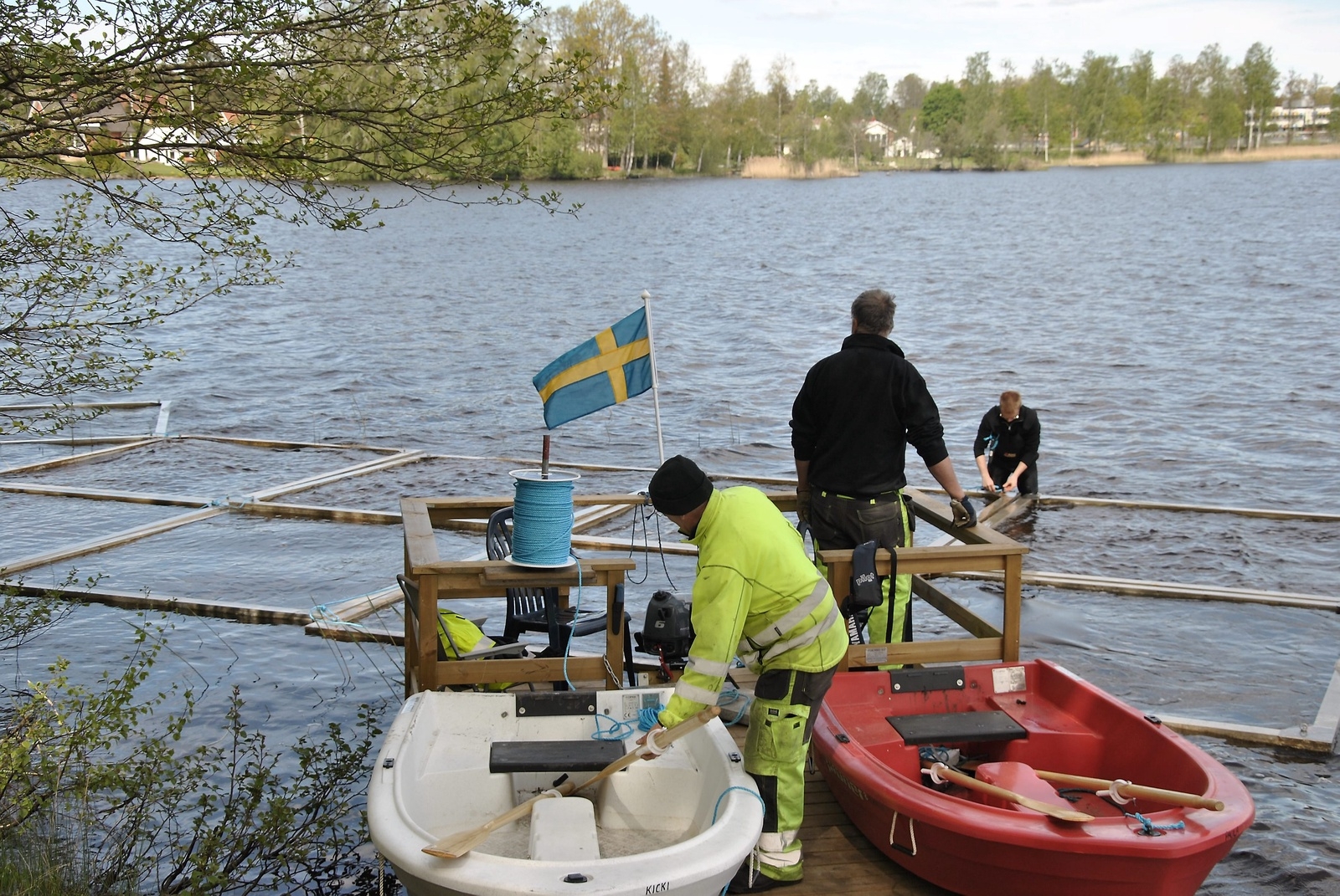 Förhoppningen är sjögullet ska vara utrotat i Osbysjön inom några år. Foto: Magnus Wahlström