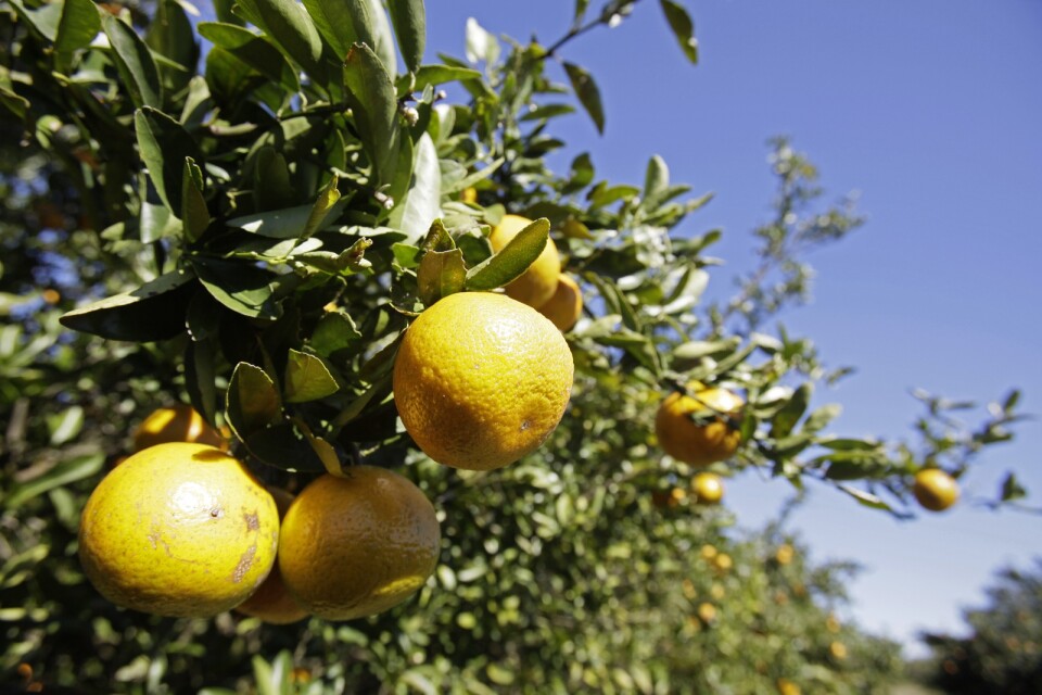 Solskenets Florida, där apelsinen blivit en symbol för den amerikanska delstaten, slogs ut från sin ledarposition på apelsinjuicemarknaden. Arkivbild.