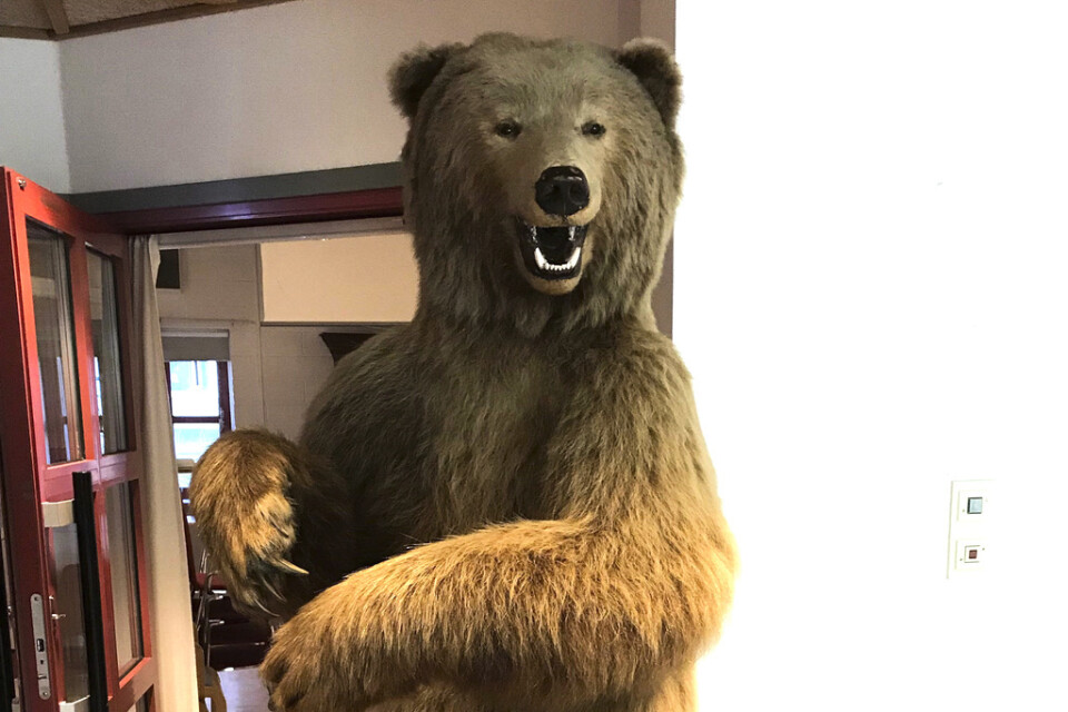Den uppstoppade björnen sköts 1895 av Sveriges dåvarande kung Oscar II och har tillhört Rättviks naturmuseum i 35 år.