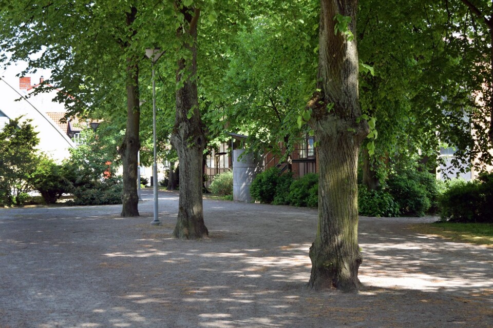 Länsstyrelsen ger kommunen grönt ljus att fälla lindarna i Bollhusparken.