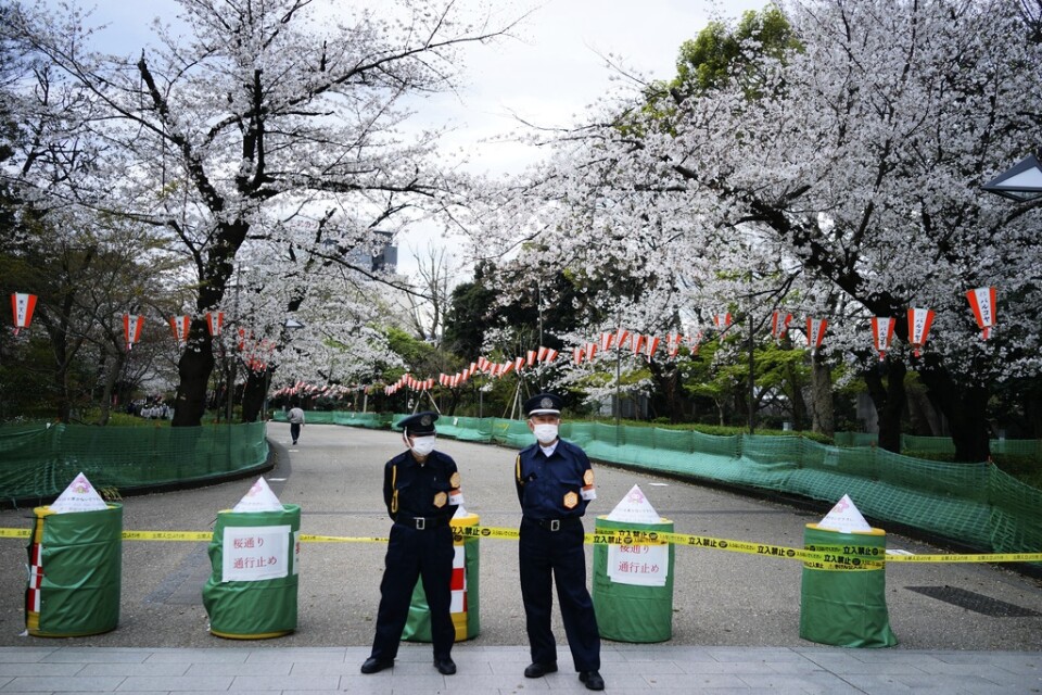 En gata med körsbärsträd – normalt fylld av strosande Tokyobor – har spärrats av i stadsdelen Ueno.